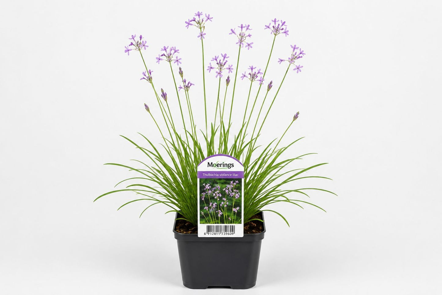 Tulbaghia violacea liliachiu la ghiveci, Moerings