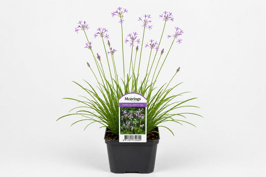 Tulbaghia violacea liliachiu la ghiveci, Moerings