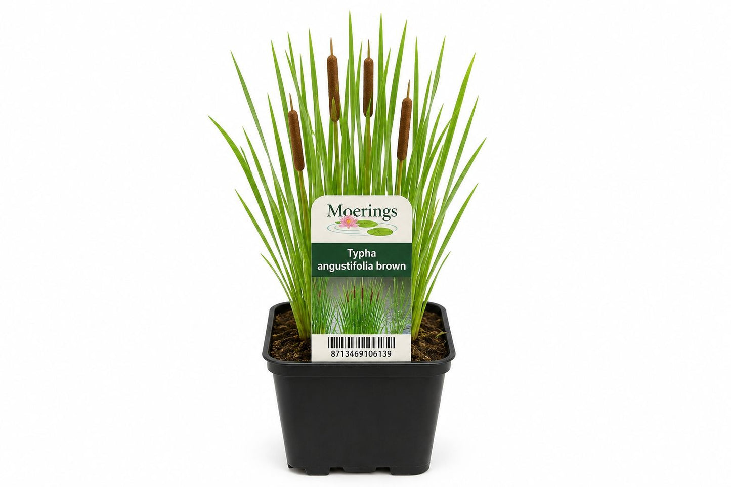 Typha angustifolia maro la ghiveci, Moerings