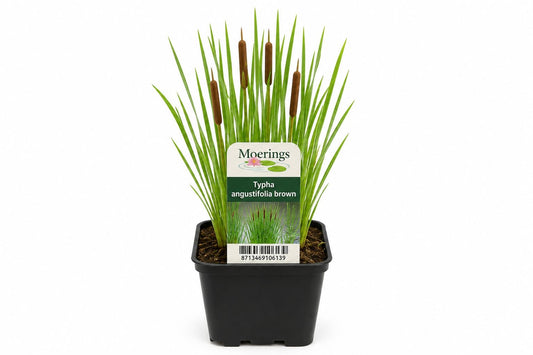 Typha angustifolia maro la ghiveci, Moerings