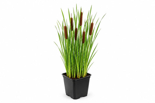 Typha latifolia nativa maro la ghiveci, Moerings