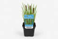 Typha laxmannii maro la ghiveci, Moerings