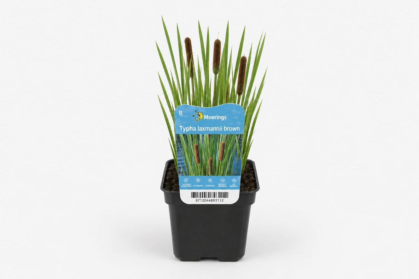Typha laxmannii maro la ghiveci, Moerings