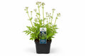 Valeriana officinalis alba la ghiveci, Moerings