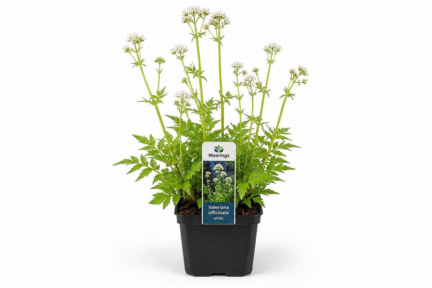 Valeriana officinalis alba la ghiveci, Moerings