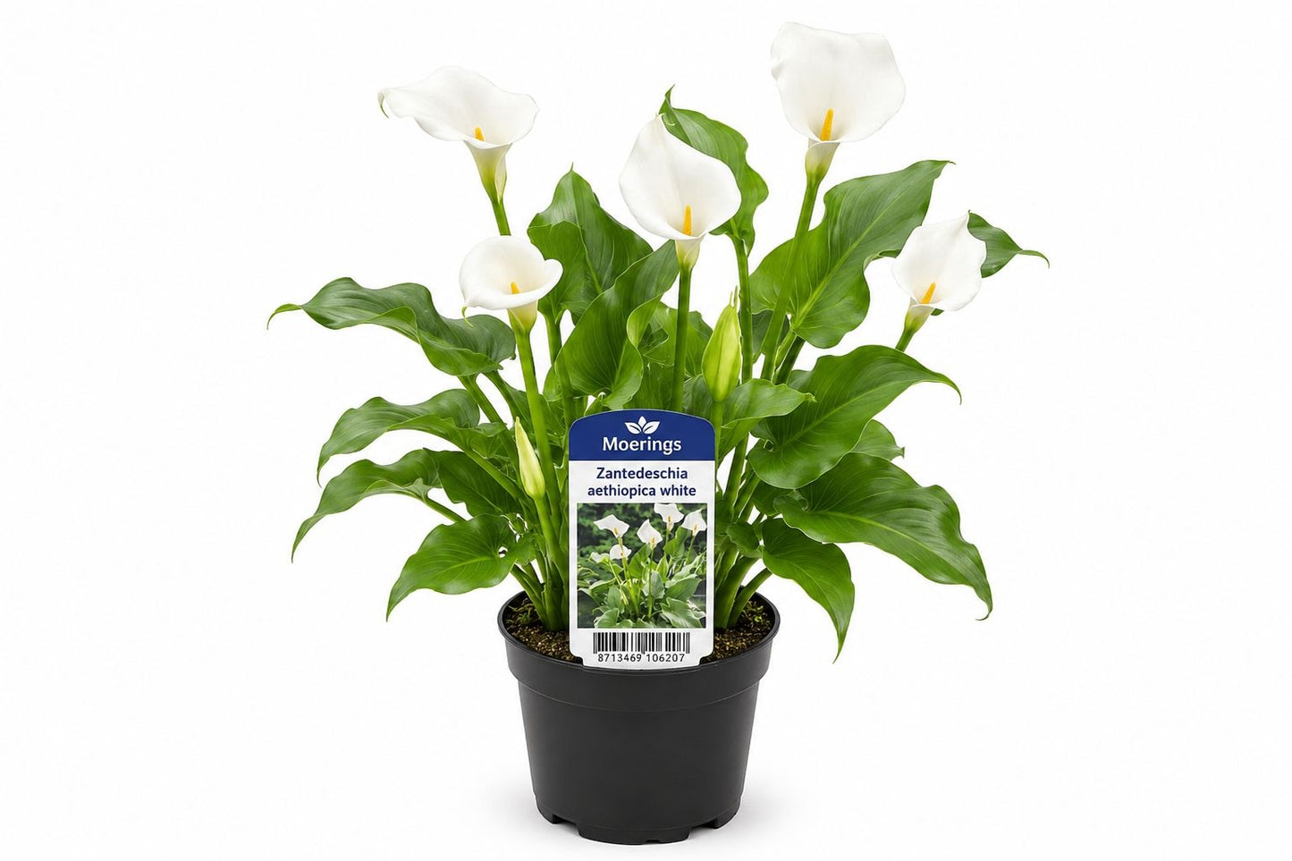 Zantedeschia aethiopica alba la ghiveci, Moerings