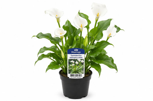Zantedeschia aethiopica alba la ghiveci, Moerings