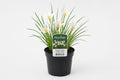 Zephyranthes candida alba la ghiveci, Moerings