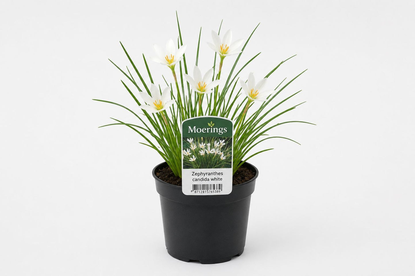 Zephyranthes candida alba la ghiveci, Moerings