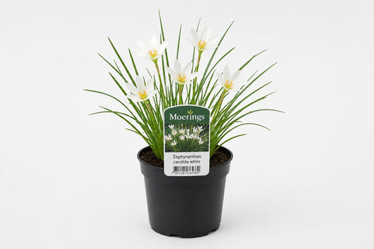 Zephyranthes candida alba la ghiveci, Moerings
