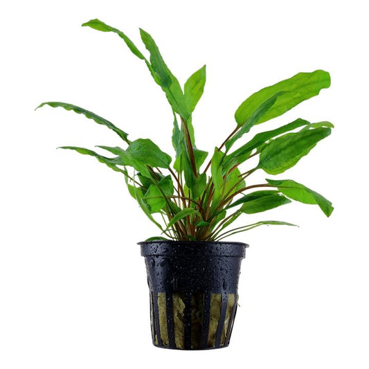Planta naturala de acvariu Cryptocoryne wendtii 'Green'