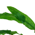 Planta naturala de acvariu Cryptocoryne wendtii 'Green'