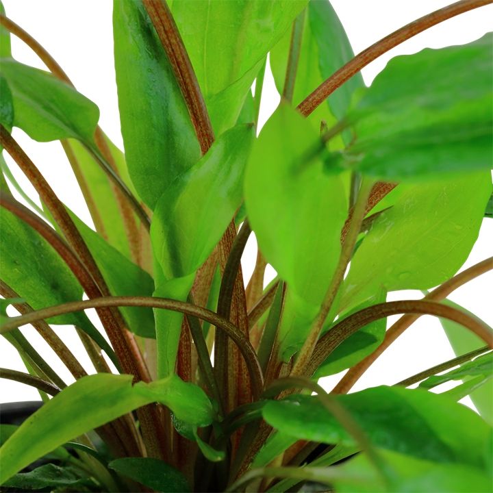 Planta naturala de acvariu Cryptocoryne wendtii 'Green'