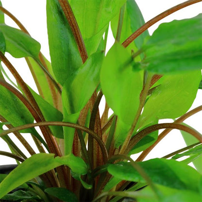 Planta naturala de acvariu Cryptocoryne wendtii 'Green'