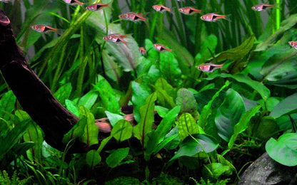 Planta naturala de acvariu Cryptocoryne wendtii 'Green'