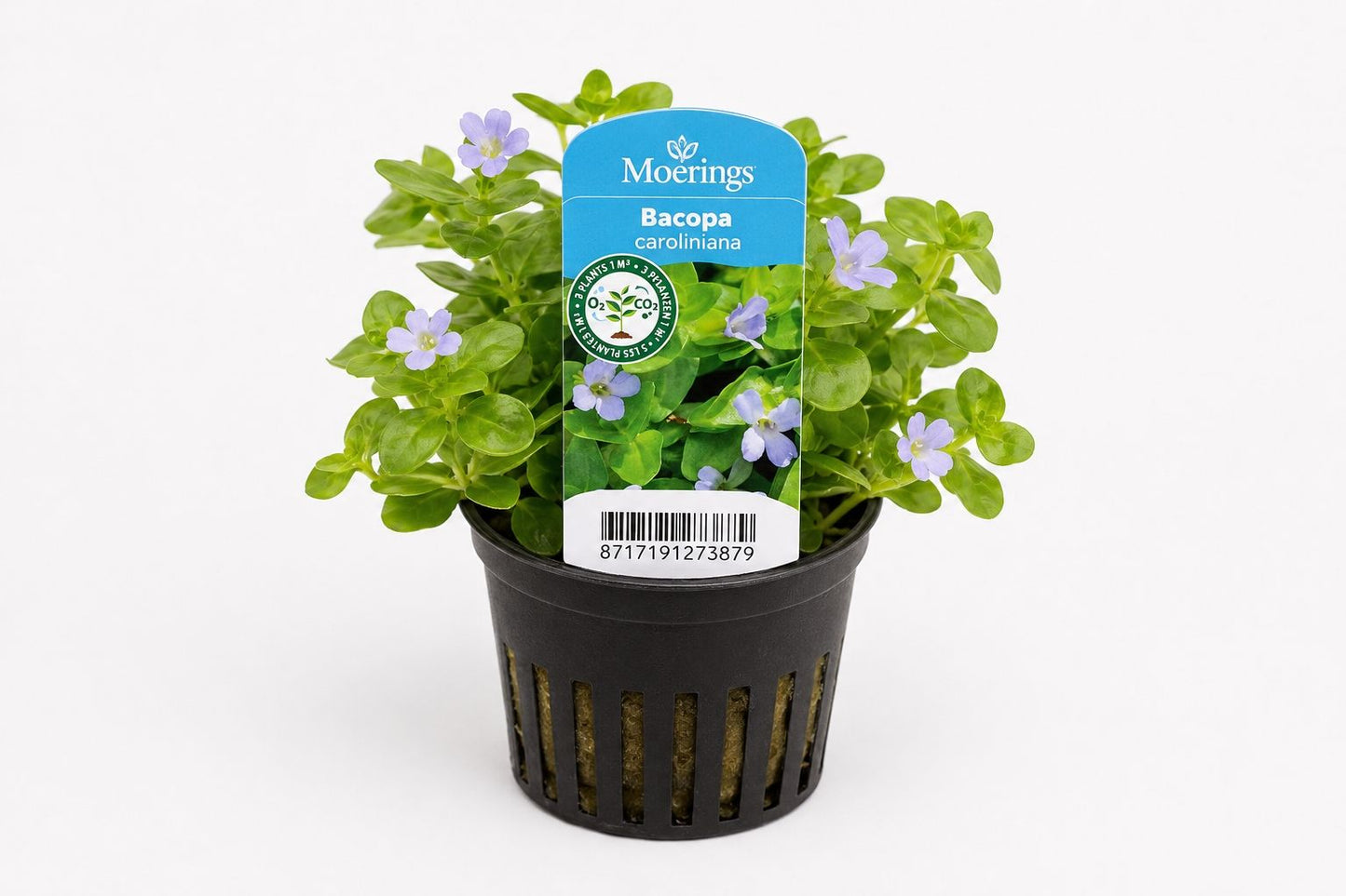 Bacopa caroliniana albastru deschis la ghiveci, Moerings, 11x11
