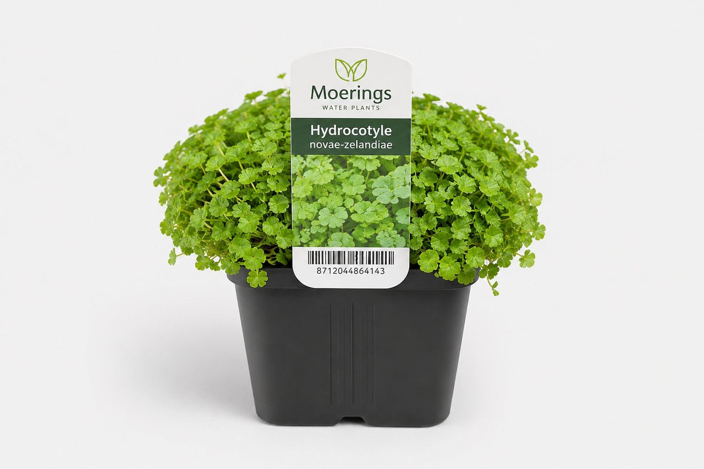 Hydrocotyle novae-zelandiae la ghiveci, Moerings, 11x11