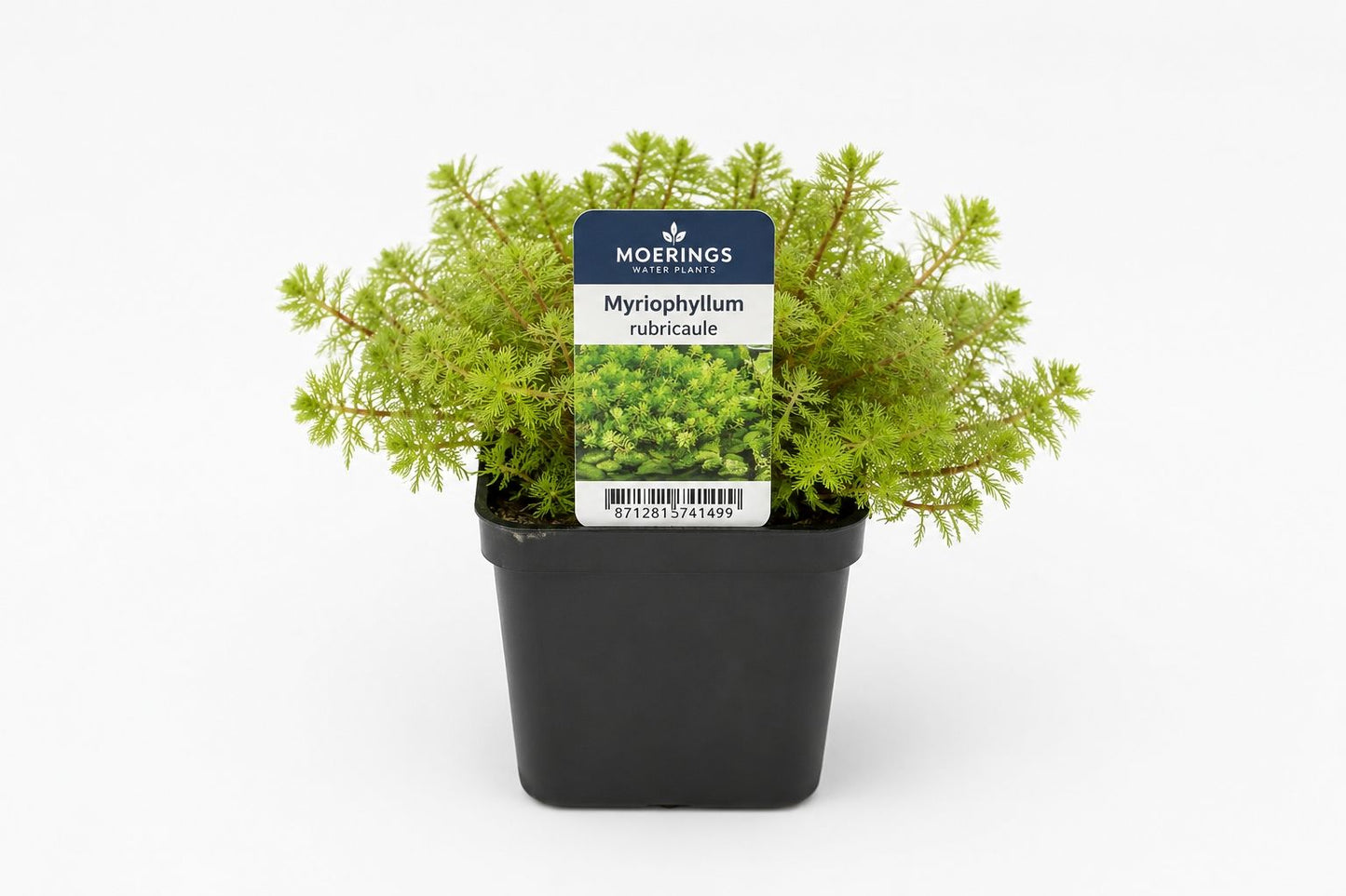 Myriophyllum rubricaule la ghiveci, Moerings