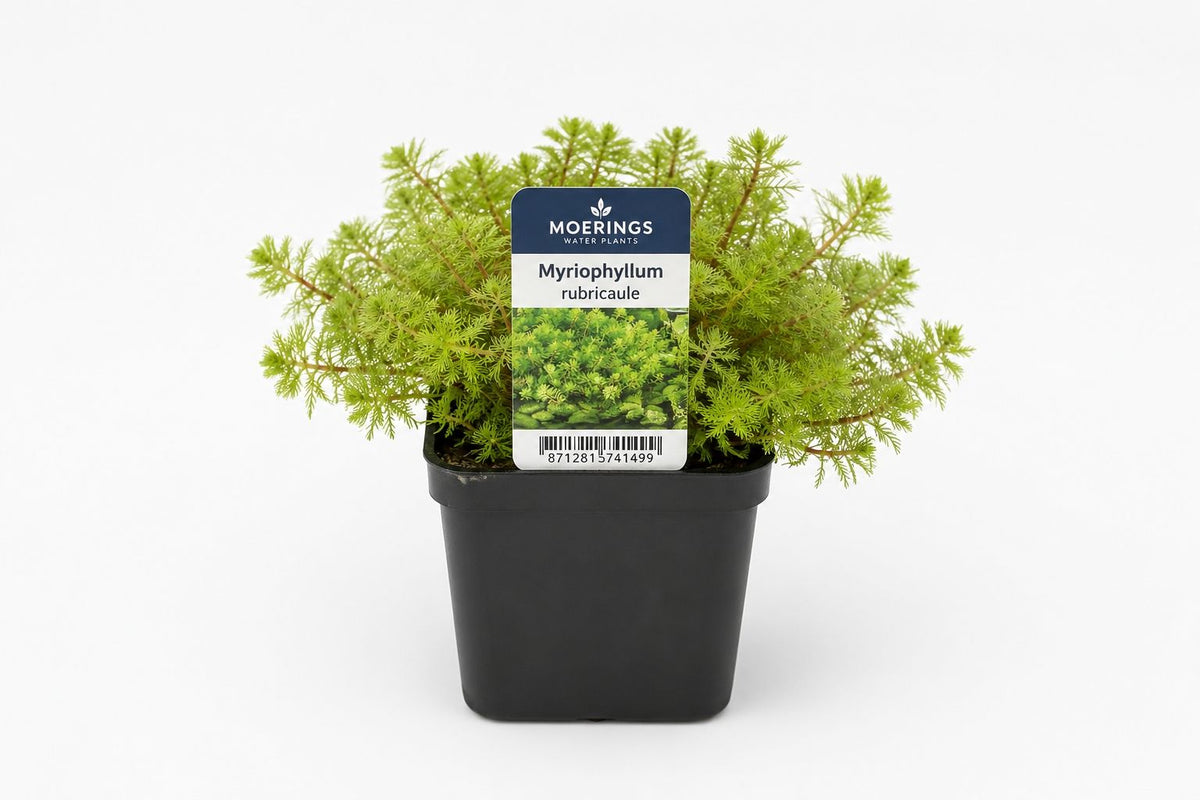Myriophyllum rubricaule la ghiveci, Moerings