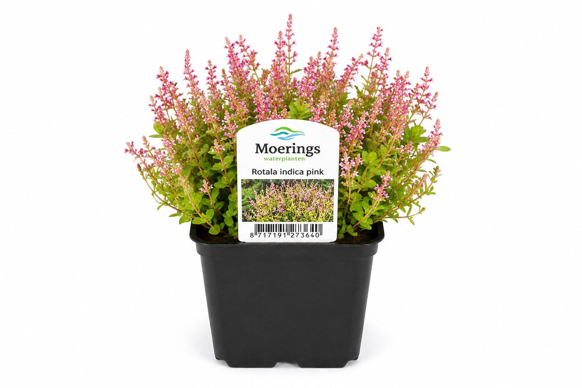 Rotala indica roz la ghiveci, Moerings