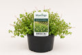 Rotala rotundifolia Green Pink la ghiveci, Moerings