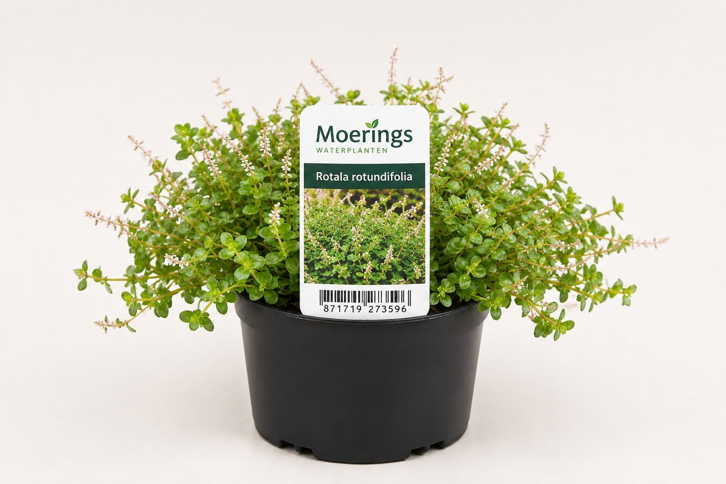 Rotala rotundifolia Green Pink la ghiveci, Moerings
