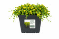 Lysimachia numularia Super Yellow, la ghiveci, Moerings, 18x18 cm