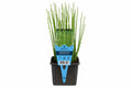 Equisetum japonica maro la ghiveci, Moerings