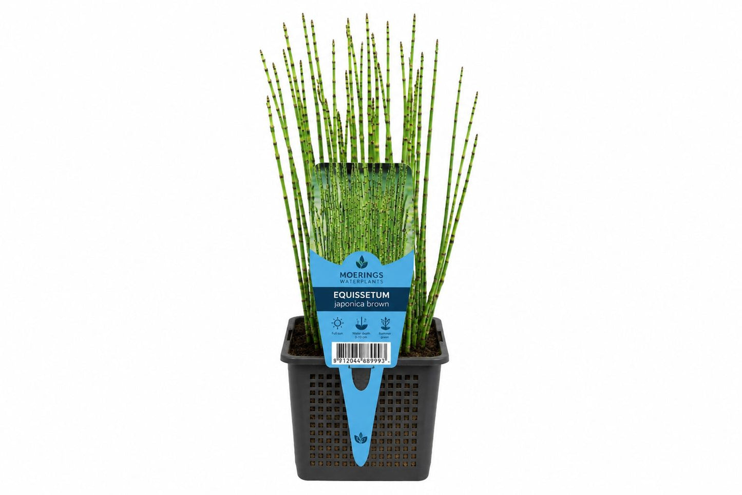 Equisetum japonica maro la ghiveci, Moerings