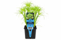 Cyperus percamenthus Beautiful galben-verde la ghiveci, Moerings