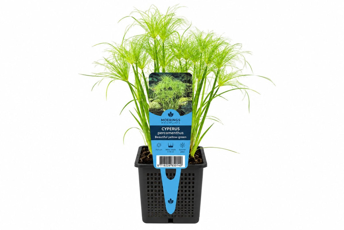Cyperus percamenthus Beautiful galben-verde la ghiveci, Moerings