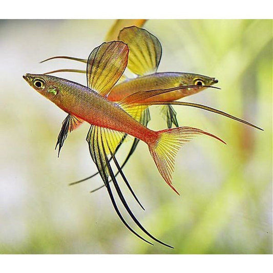 Iriatherina werneri (Threadfin rainbow )