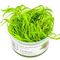Planta naturala de acvariu, Tropica, Najas guadalupensis Guppy Grass 1-2-Grow!