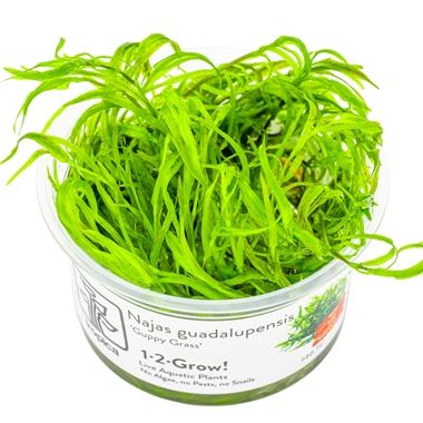 Planta naturala de acvariu, Tropica, Najas guadalupensis Guppy Grass 1-2-Grow!