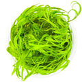 Planta naturala de acvariu, Tropica, Najas guadalupensis Guppy Grass 1-2-Grow!