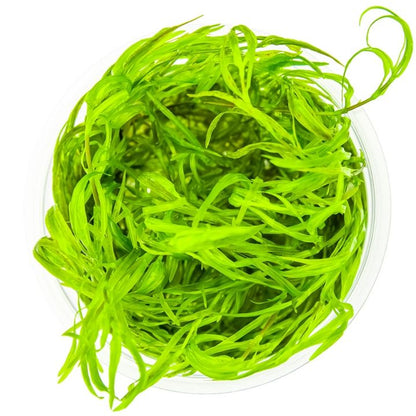 Planta naturala de acvariu, Tropica, Najas guadalupensis Guppy Grass 1-2-Grow!