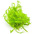 Planta naturala de acvariu, Tropica, Najas guadalupensis Guppy Grass 1-2-Grow!