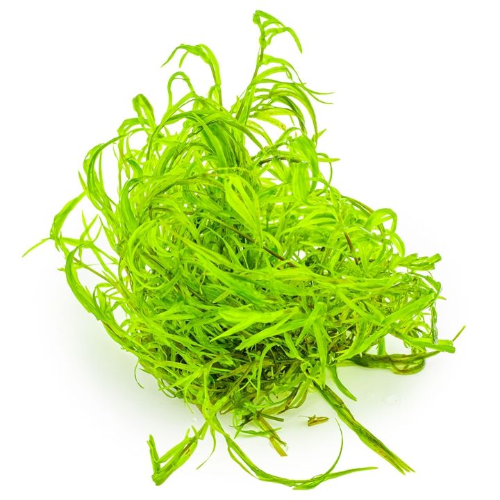 Planta naturala de acvariu, Tropica, Najas guadalupensis Guppy Grass 1-2-Grow!