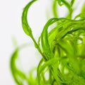 Planta naturala de acvariu, Tropica, Najas guadalupensis Guppy Grass 1-2-Grow!