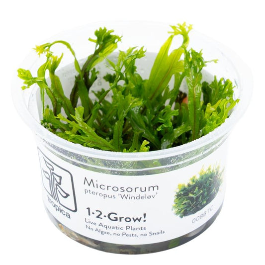 Planta naturala de acvariu, Tropica, Microsorum Pteropus Windelov 1-2-Grow!