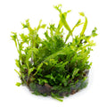 Planta naturala de acvariu, Tropica, Microsorum Pteropus Windelov 1-2-Grow!