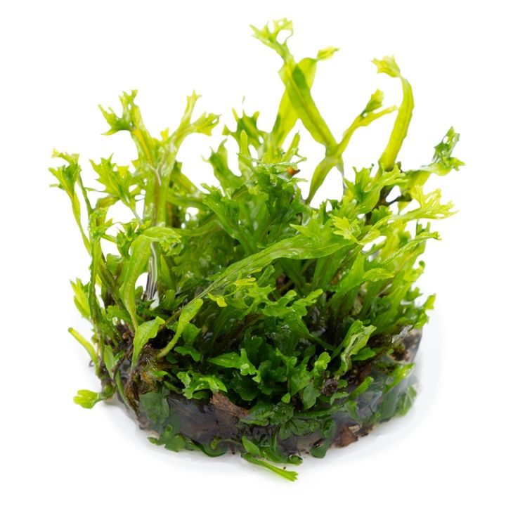 Planta naturala de acvariu, Tropica, Microsorum Pteropus Windelov 1-2-Grow!