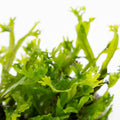 Planta naturala de acvariu, Tropica, Microsorum Pteropus Windelov 1-2-Grow!