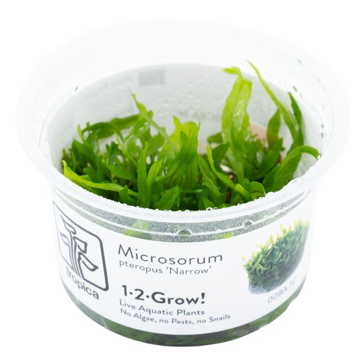 Planta naturala de acvariu, Tropica, Microsorum Pteropus Narrow 1-2-Grow!