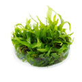 Planta naturala de acvariu, Tropica, Microsorum Pteropus Narrow 1-2-Grow!
