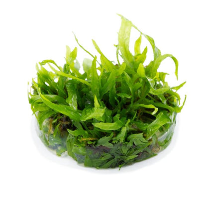 Planta naturala de acvariu, Tropica, Microsorum Pteropus Narrow 1-2-Grow!