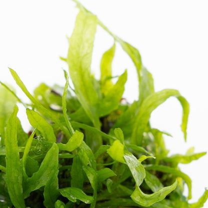 Planta naturala de acvariu, Tropica, Microsorum Pteropus Narrow 1-2-Grow!