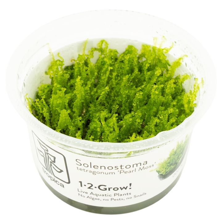 Planta naturala de acvariu, Tropica, Solenostoma tetragonum Pearl Moss, 1-2-Go!, 5 cm