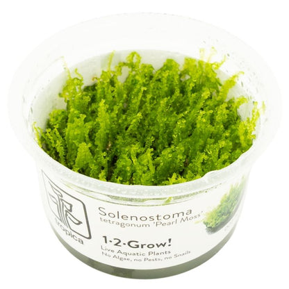 Planta naturala de acvariu, Tropica, Solenostoma tetragonum Pearl Moss, 1-2-Go!, 5 cm