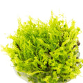 Planta naturala de acvariu, Tropica, Solenostoma tetragonum Pearl Moss, 1-2-Go!, 5 cm